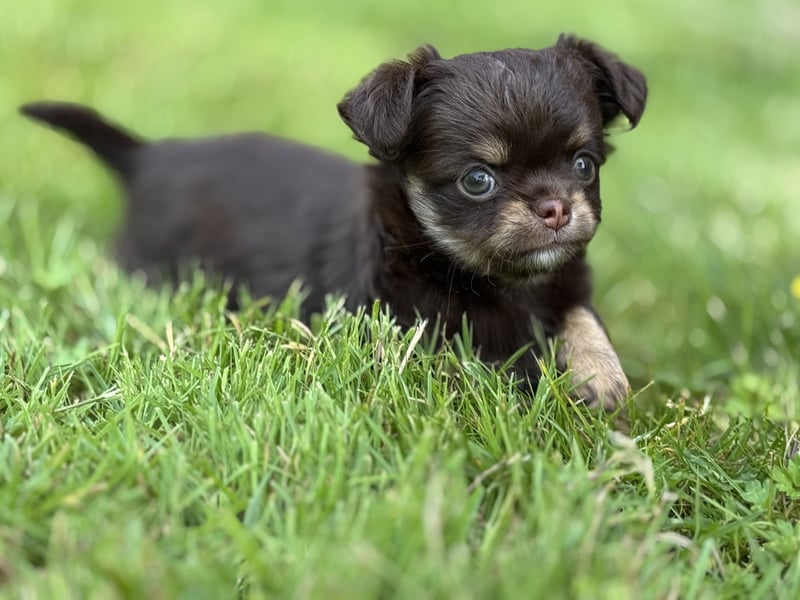 Wir haben aktuell Welpen. 2 Chihuahua Mädels