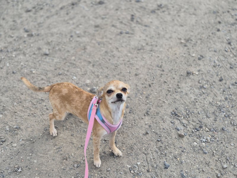 Chihuahua Hündin
