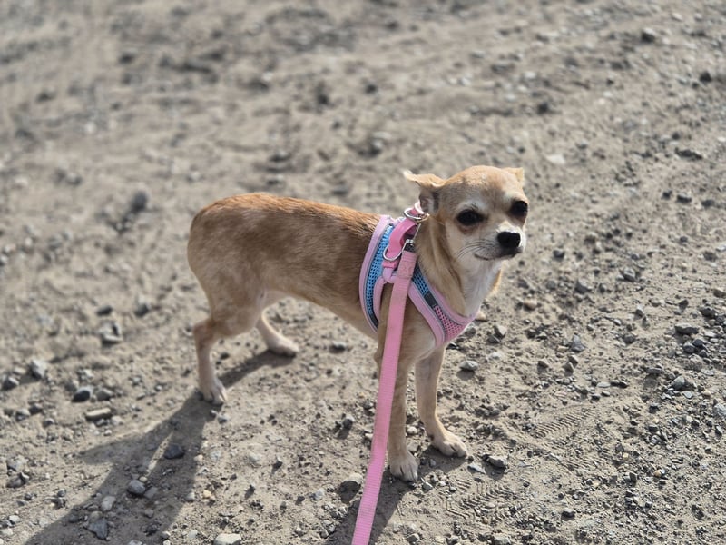 Chihuahua Hündin