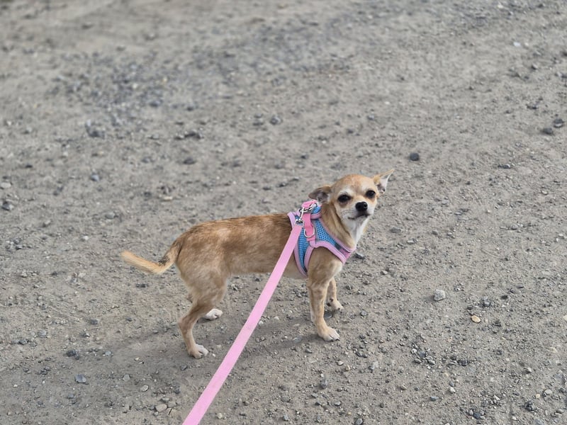 Chihuahua Hündin