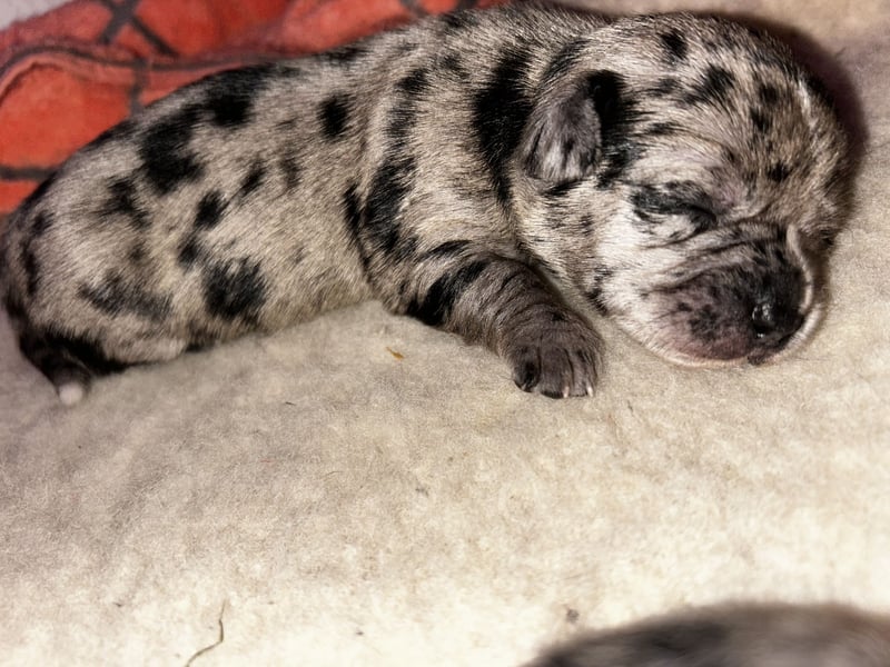 Chihuahua mix Welpen