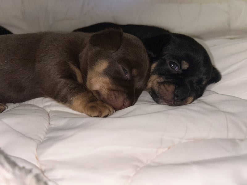 Chihuahua mix Welpen