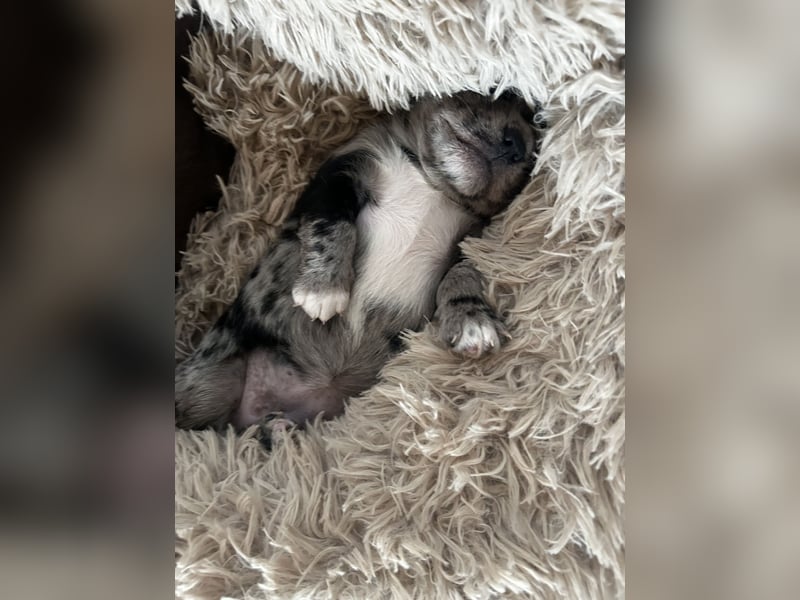 Chihuahua mix Welpen