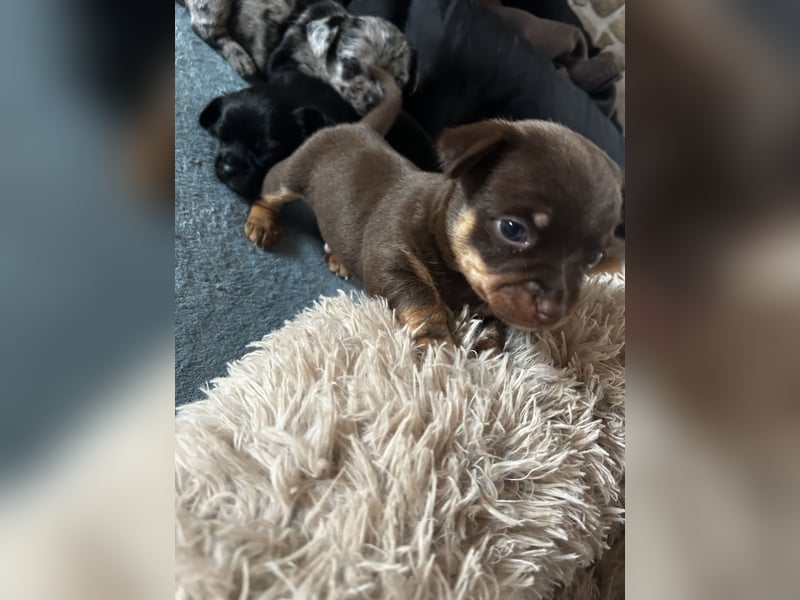Chihuahua mix Welpen