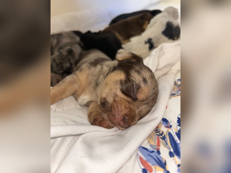 Chihuahua mix Welpen