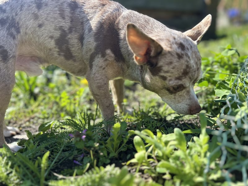 Chihuahua mix Welpen