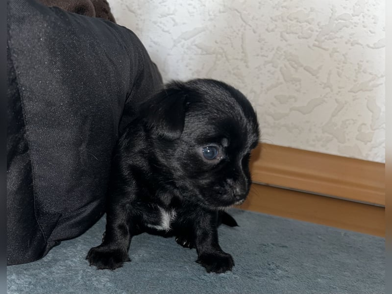 Chihuahua mix Welpen