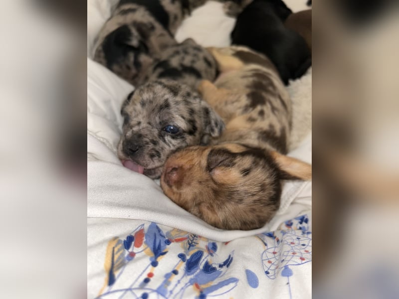 Chihuahua mix Welpen
