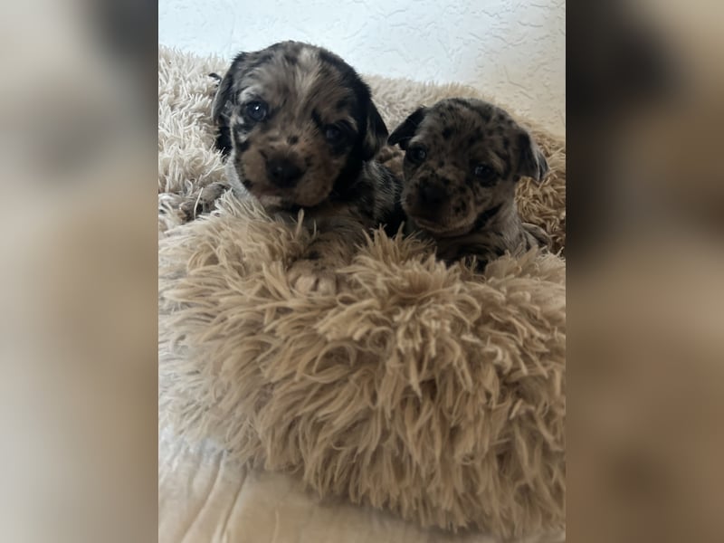 Chihuahua mix Welpen