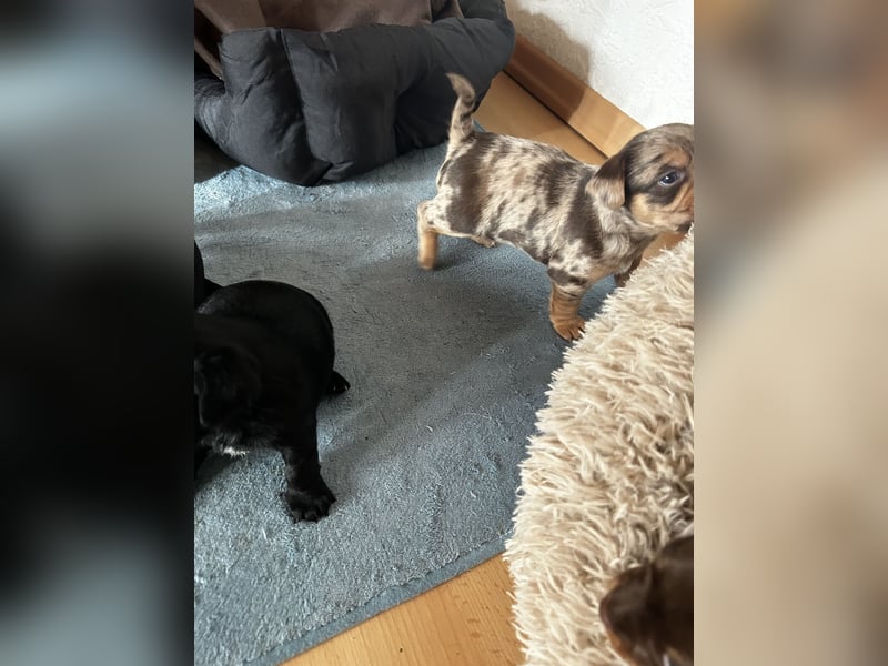 Chihuahua mix Welpen