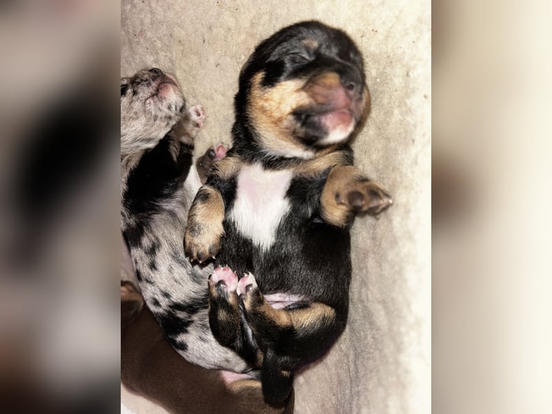 Chihuahua mix Welpen