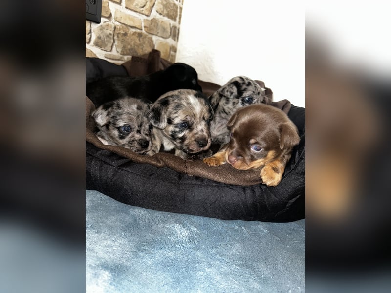 Chihuahua mix Welpen