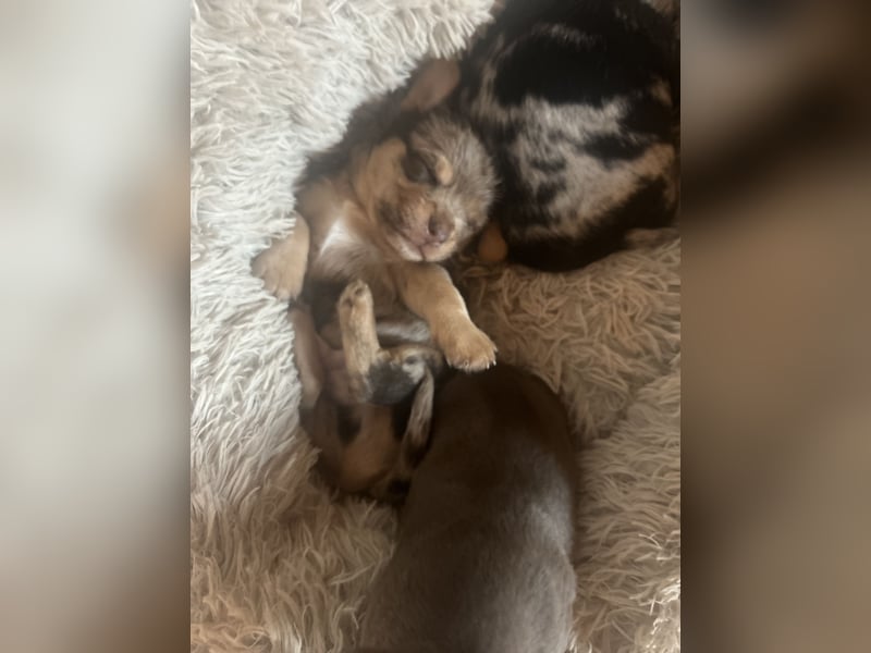 Chihuahua mix Welpen