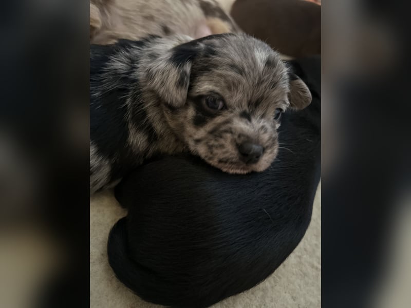Chihuahua mix Welpen