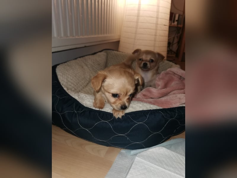 Chiwawa Hündin (weple) sucht zum 2.3. 2025 neues Zuhause