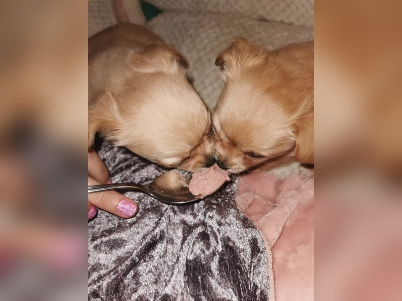 Chiwawa Hündin (weple) sucht zum 2.3. 2025 neues Zuhause