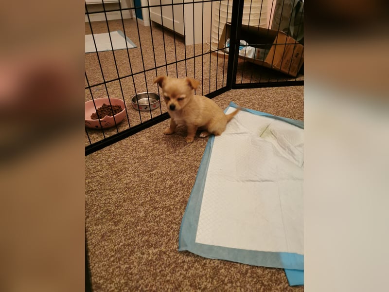 Chiwawa Hündin (weple) sucht zum 2.3. 2025 neues Zuhause