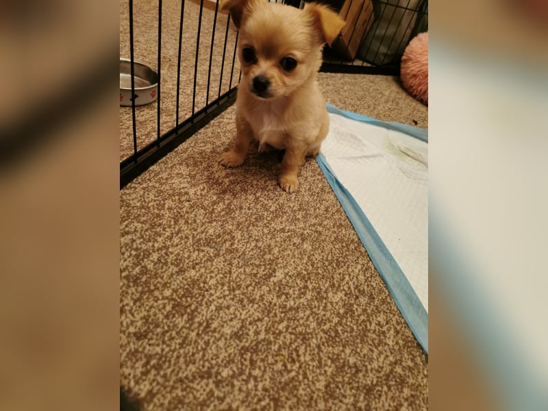 Chiwawa Hündin (weple) sucht zum 2.3. 2025 neues Zuhause
