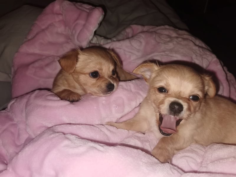 Chiwawa Hündin (weple) sucht zum 2.3. 2025 neues Zuhause