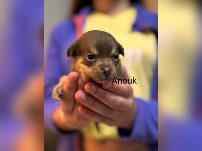 Anouk