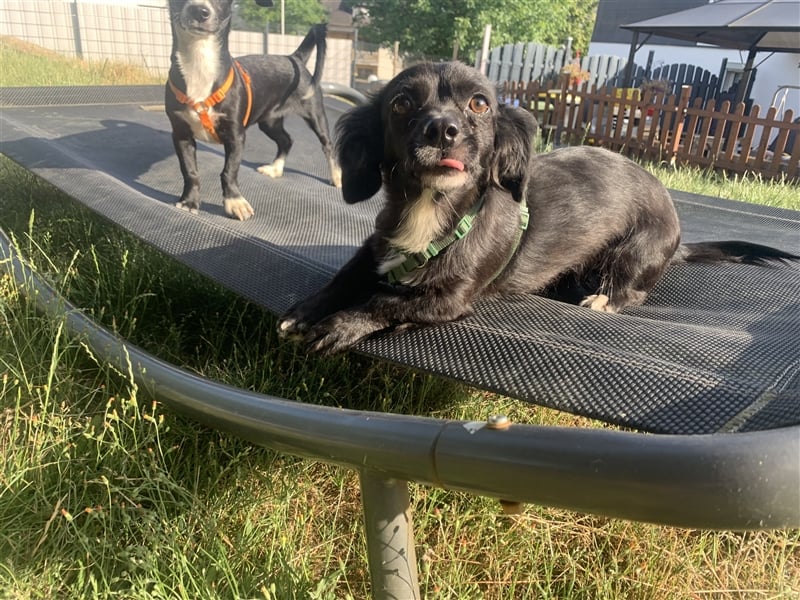 Linda süße kleine liebe Hündin 1,5 Jahre 30 cm
