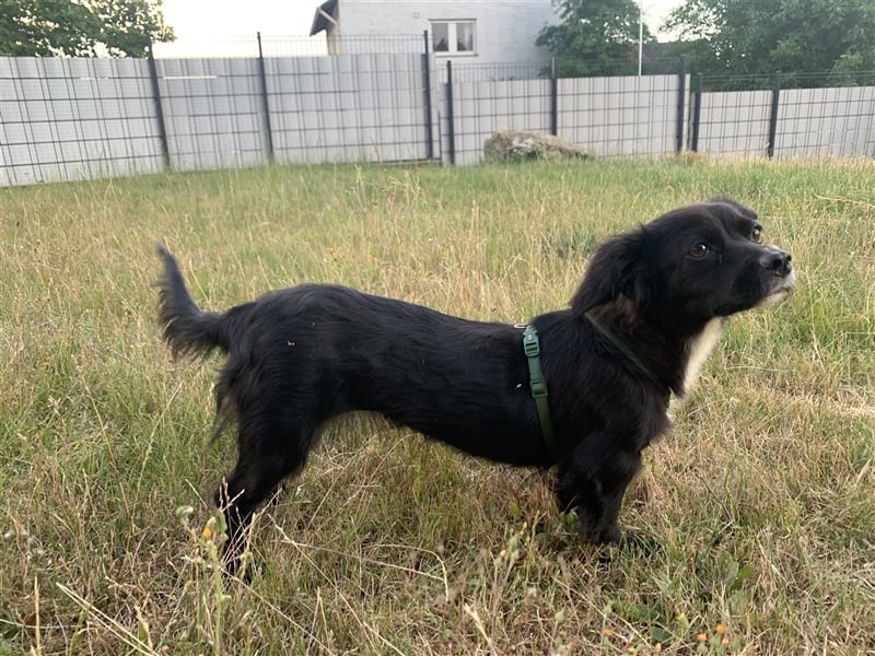 Linda süße kleine liebe Hündin 1,5 Jahre 30 cm