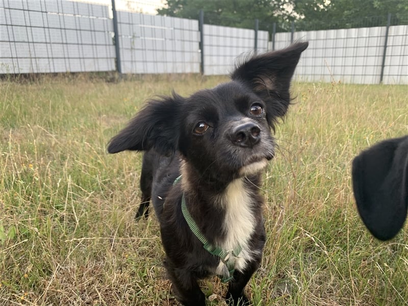 Linda süße kleine liebe Hündin 1,5 Jahre 30 cm