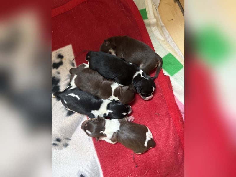 Chihuahua/Rackrussel Mix Welpen