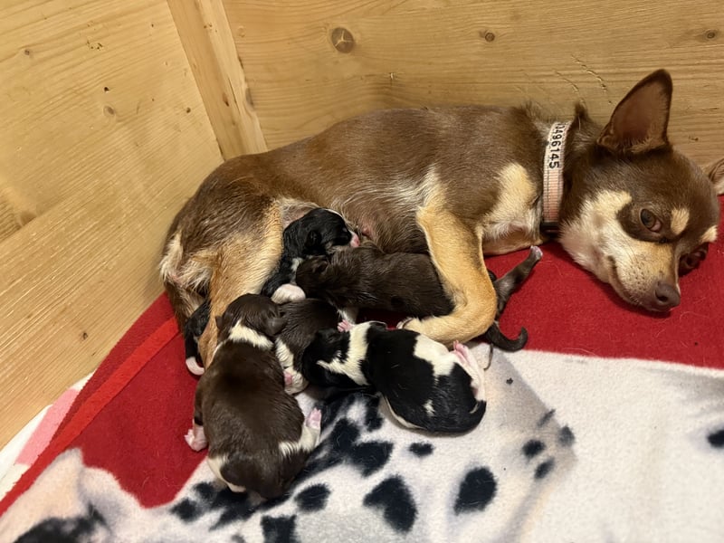 Chihuahua/Rackrussel Mix Welpen