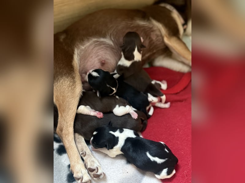 Chihuahua/Rackrussel Mix Welpen
