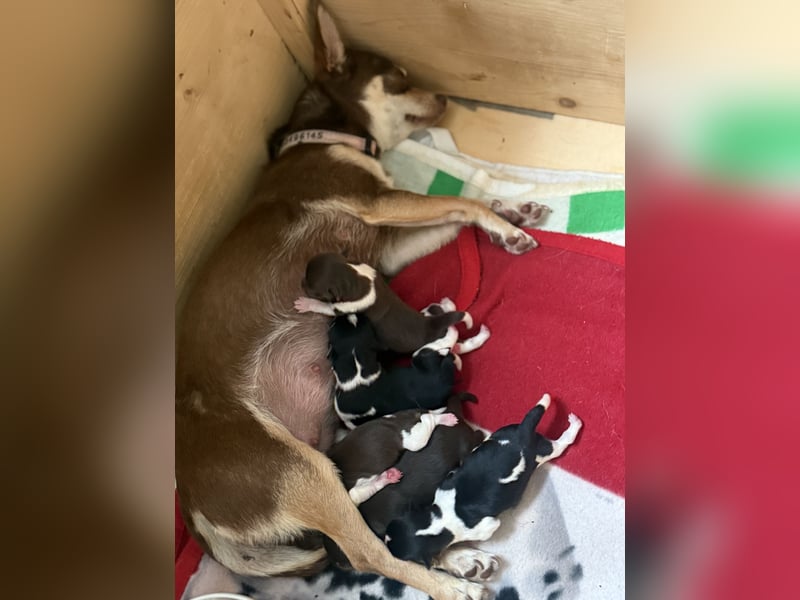 Chihuahua/Rackrussel Mix Welpen