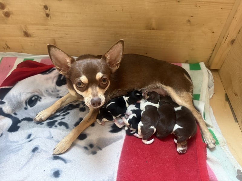 Chihuahua/Rackrussel Mix Welpen