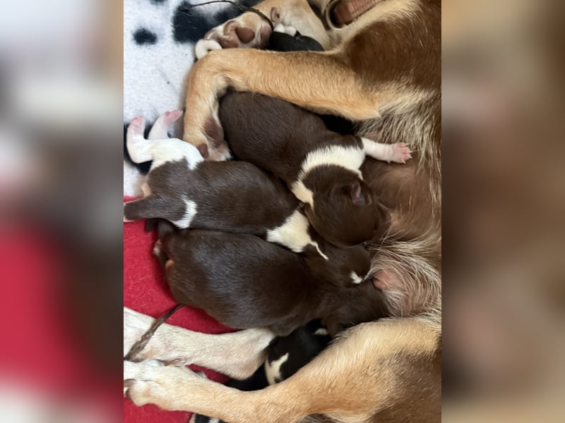 Chihuahua/Rackrussel Mix Welpen