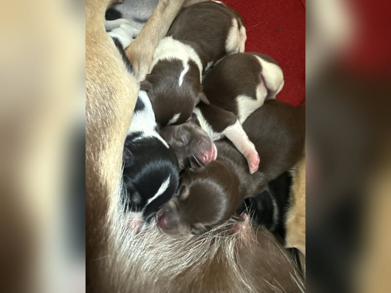 Chihuahua/Rackrussel Mix Welpen