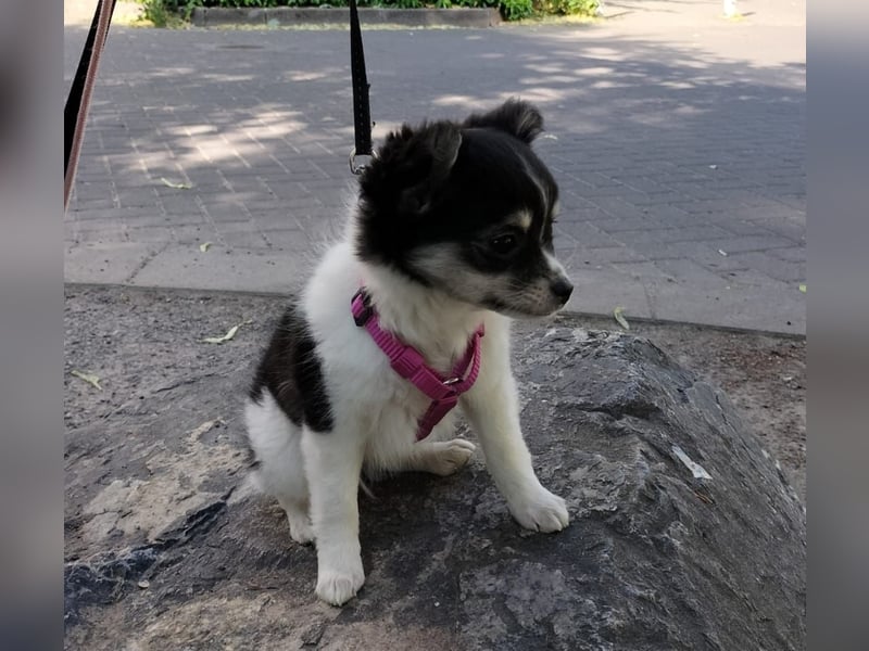 Naomi Langhaar Chihuahua ist noch auch der Suche