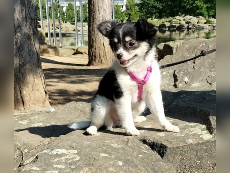Naomi Langhaar Chihuahua ist noch auch der Suche