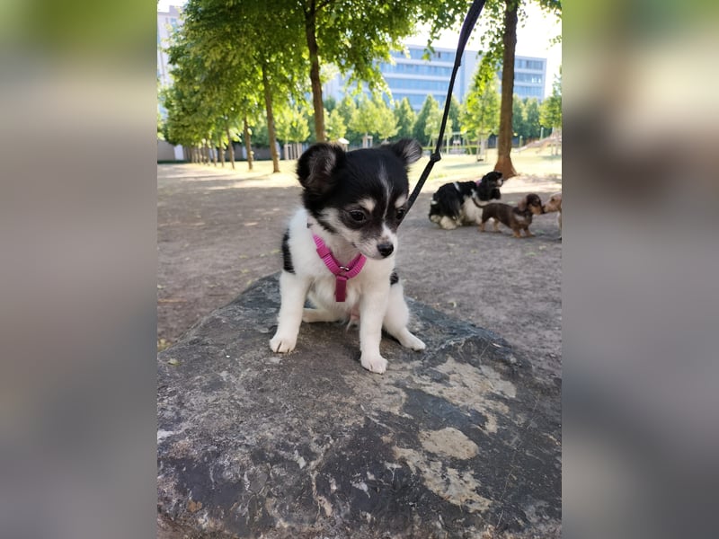 Naomi Langhaar Chihuahua ist noch auch der Suche