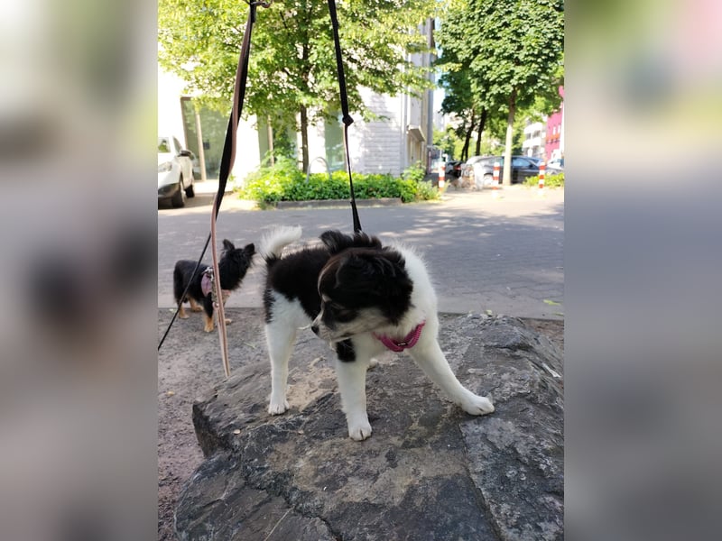 Naomi Langhaar Chihuahua ist noch auch der Suche