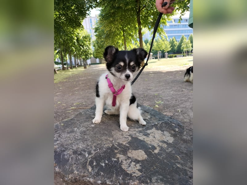 Naomi Langhaar Chihuahua ist noch auch der Suche