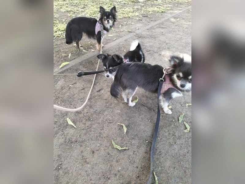 Naomi Langhaar Chihuahua ist noch auch der Suche