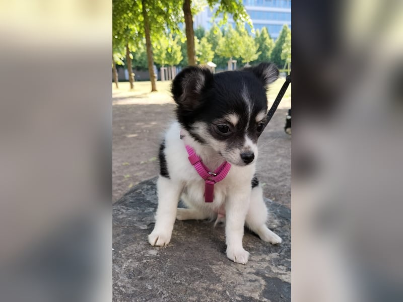 Naomi Langhaar Chihuahua ist noch auch der Suche