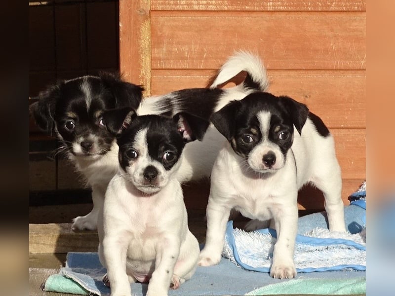 Zauberhafte kleine Chihuahua-Mädchen dürfen ab jetzt besucht werden!