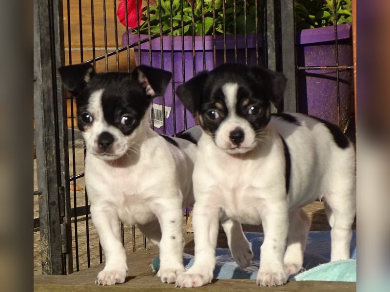 Zauberhafte kleine Chihuahua-Mädchen dürfen ab jetzt besucht werden!