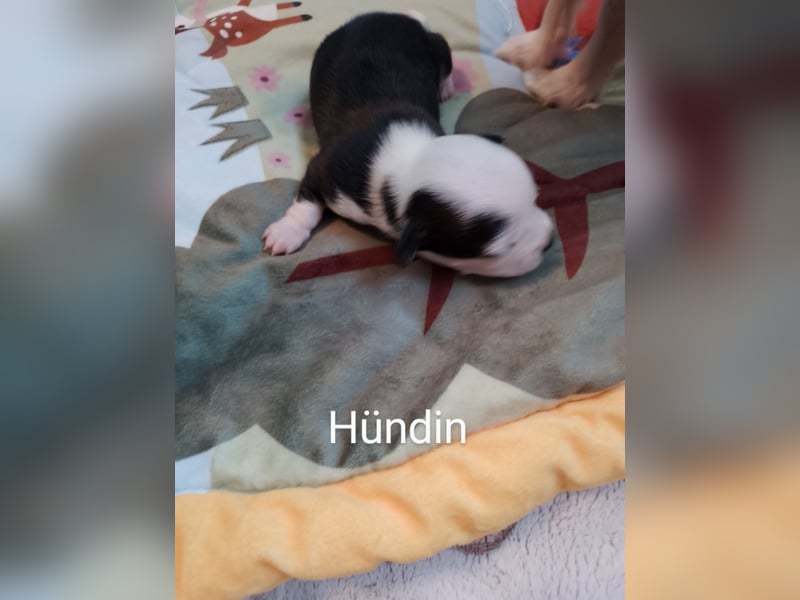 Reinrassige Chihuahua Welpen