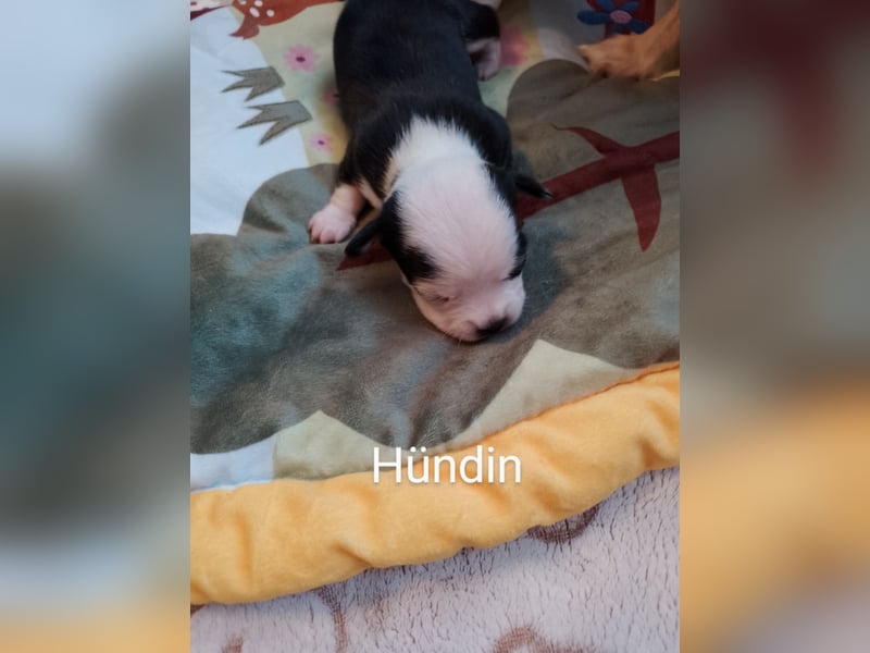 Reinrassige Chihuahua Welpen