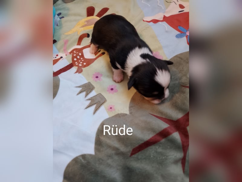 Reinrassige Chihuahua Welpen