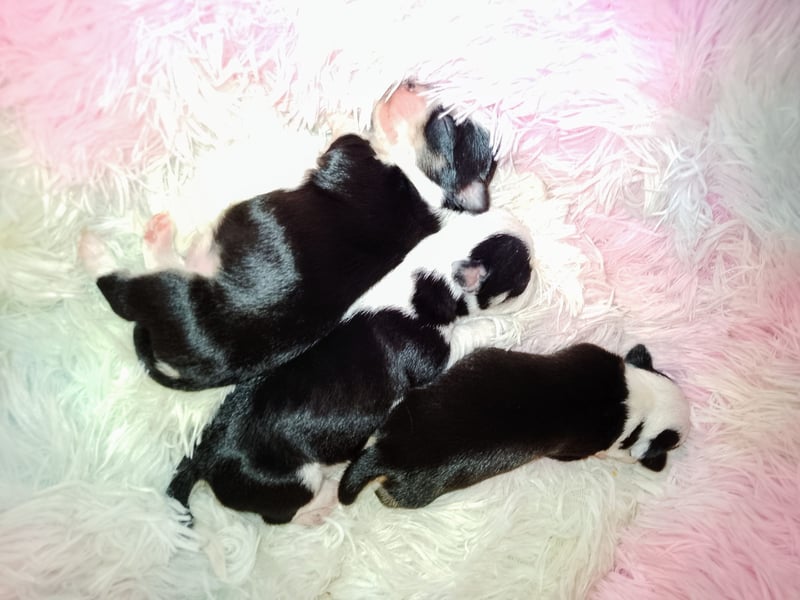 Reinrassige Chihuahua Welpen