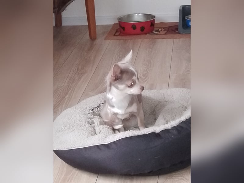 Reinrassige Chihuahua Welpen