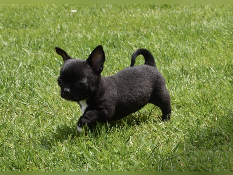 Chihuahua Hündin Schwarz Weiß