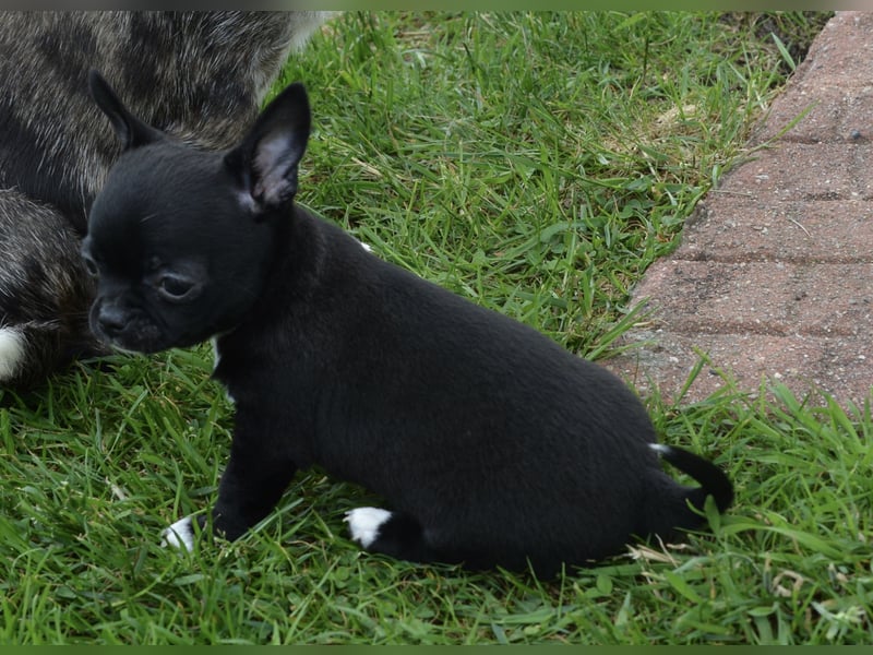 Chihuahua Hündin Schwarz Weiß